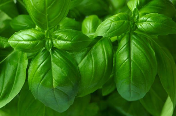 istock Fresh green basil on a dark background. basil texture. Lots of basil. 1335049033