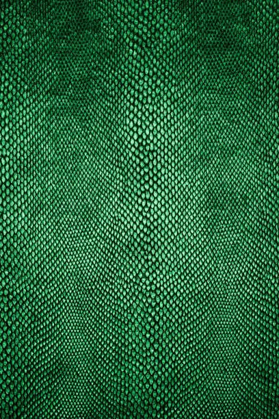 Photo of Snake skin pattern. Green snake skin texture.