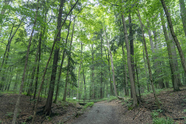 istock Green Lakes State Park NY 1335050403