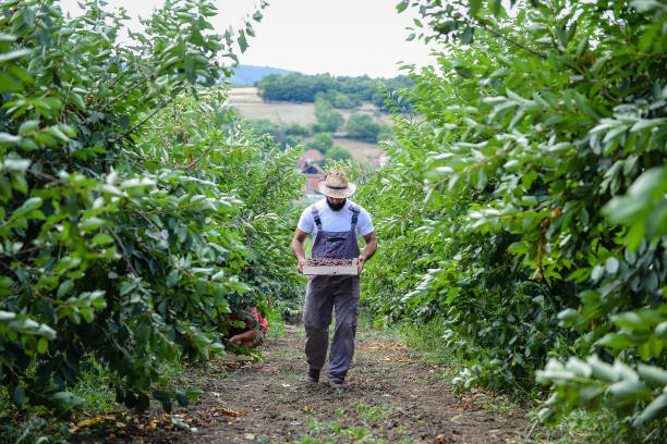istock Young farmer harvesting cherries in his orchard 1335050452