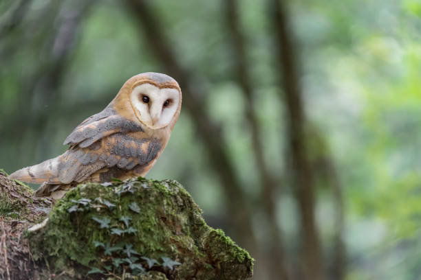 istock The wonderful Barn owl in the wild forest (Tyto alba) 1335051075