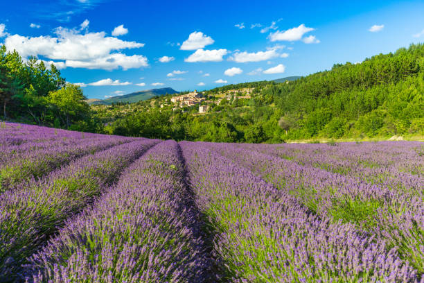 champs de lavande en fleurs et village d’aurel en arrière-plan à vaucluse, provence-alpes-côte d’azur, france - provence alpes cote dazur france lavender field photos et images de collection