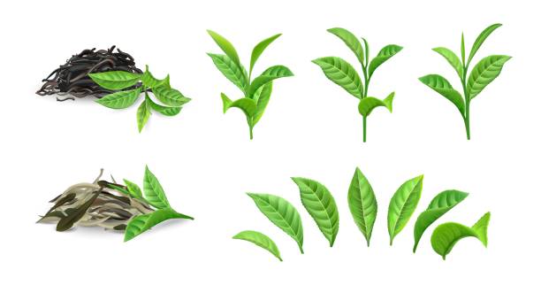 緑のドライティー。枝と別々の葉に現実的なブッシュの葉。朝の飲み物クローズアップモックアップ。中国の伝統的な飲料を醸造するための乾燥植物ヒープ。ベクター天然物 - 紅茶点のイラスト素材／クリップアート素材／マンガ素材／アイコン素材
