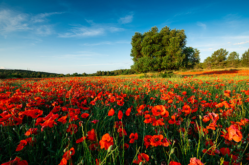 Bright poppy field with lush tree and deep blue sky