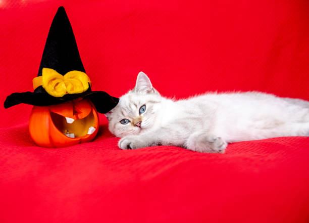istock Cute white kitten posing on red blanket with pumpkin celebrating halloween 1335056710