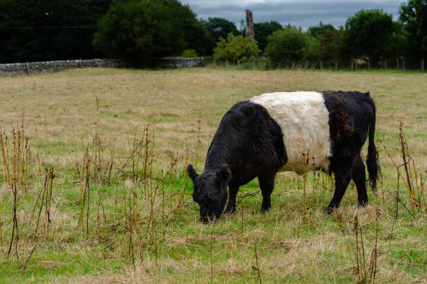 istock One black and white Belted Galloway grazing 1335057099