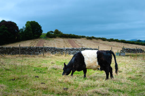 istock One black and white Galloway cow in a field 1335057106