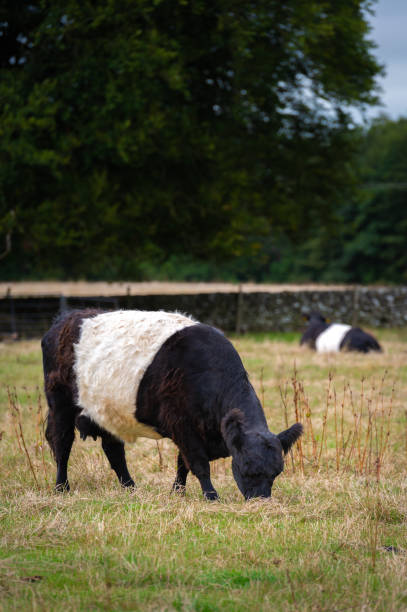 istock Two black and white Galloway beef cows in a field 1335057156