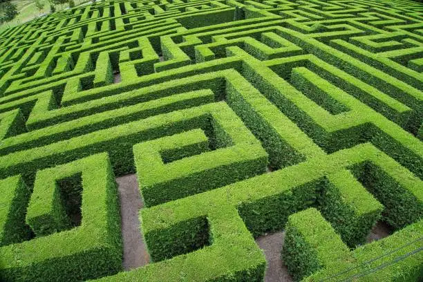 View of an outdoor hedge labyrinth, ornamental complex garden