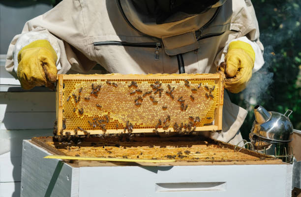 istock The beekeeper holds a honey cell with bees in his hands. Apiculture. Apiary. 1335058137