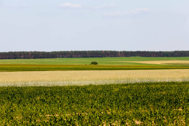an agricultural field where wheat is grown