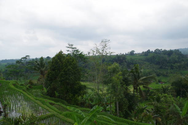 istock Jatiluwih Rice Terraces in Bali 1335058264