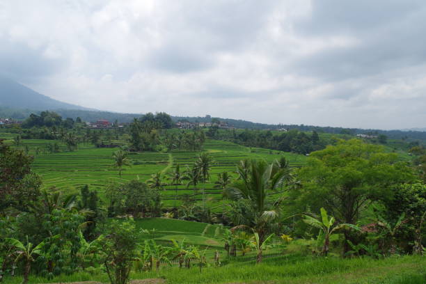 istock Jatiluwih Rice Terraces in Bali 1335058426