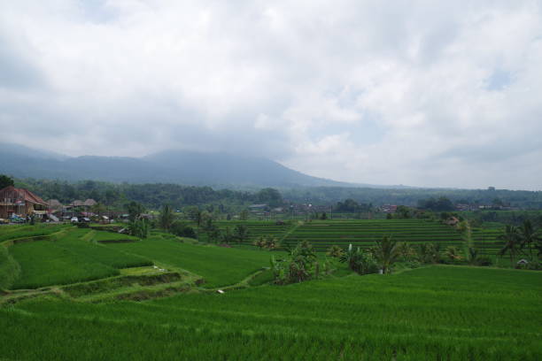 istock Jatiluwih Rice Terraces in Bali 1335058442