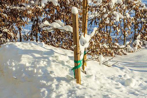 Beautiful natural landscape view of snowy front yard.  Plants under  under white snow on sunny day. Sweden.