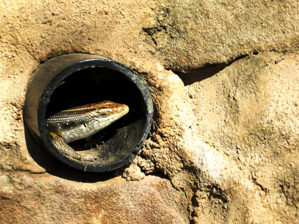 Lizard in its home stock photo