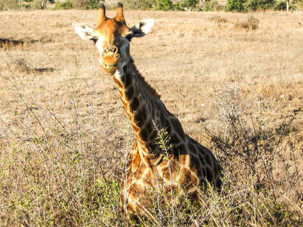 istock Looking a Southern Giraffe in the Face 1335059548