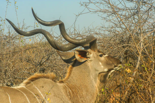 A large Kudu Bull, with its magnificent corkscrew shaped horns, browsing on a small dry bush in the Kruger National Park of South Africa