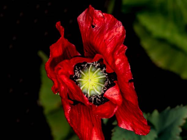 Summer Garden Flowers.
