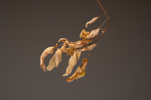 Dried and withered small branch and leaves. Close up studio shot, isolated on brown background.