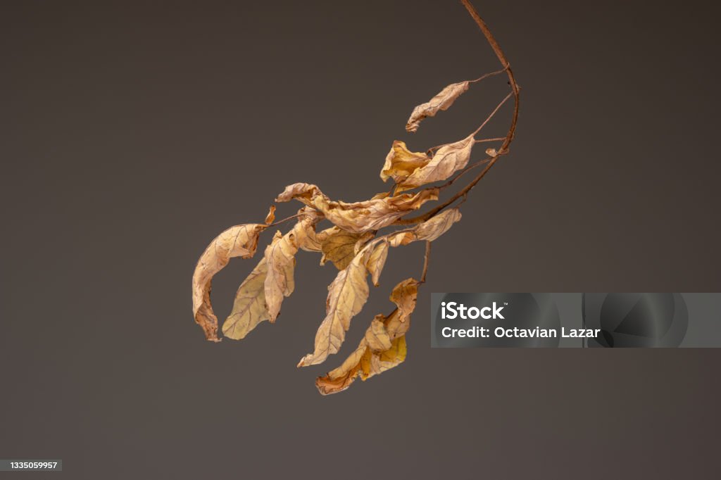 Dried and withered small branch and leaves. Close up studio shot, isolated on brown background Dried and withered small branch and leaves. Close up studio shot, isolated on brown background. Dead Plant Stock Photo