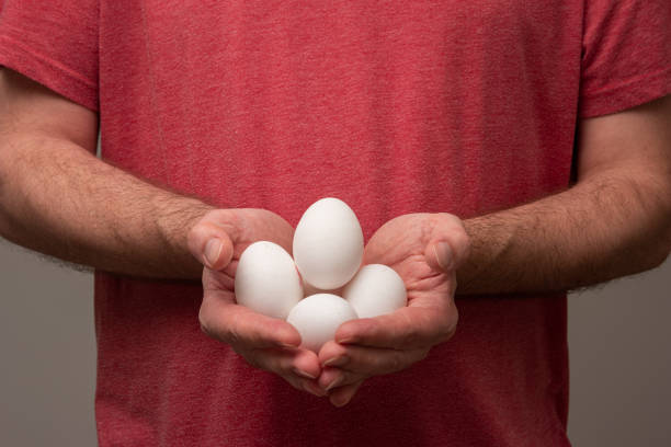 Fresh white raw eggs held in cupped hands by man in red T-shirt. No face, straight studio shot