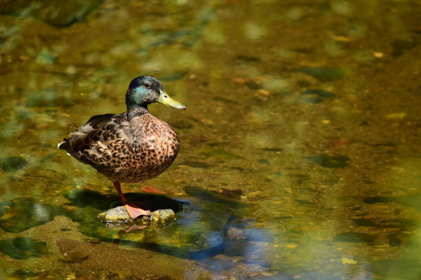 istock Male Mallard Duck 1335059999