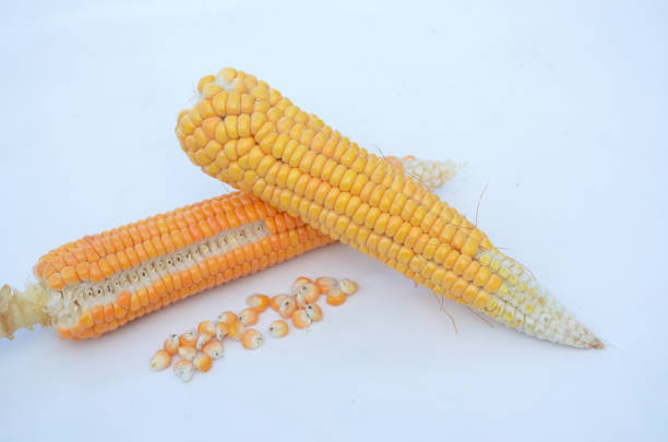 istock the pair of ripe orange corncob with grain isolated on white background. 1335060649