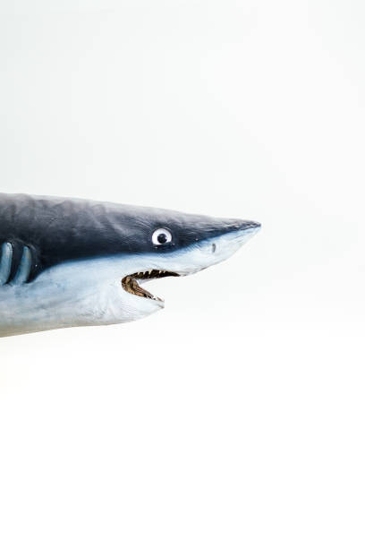 deep sea shark, rare fish of the northern Atlantic Ocean, cutout on white ground