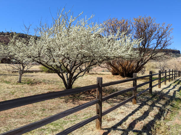 istock Spring flowers on tree along rustic fence in Rockville Utah 1335062327