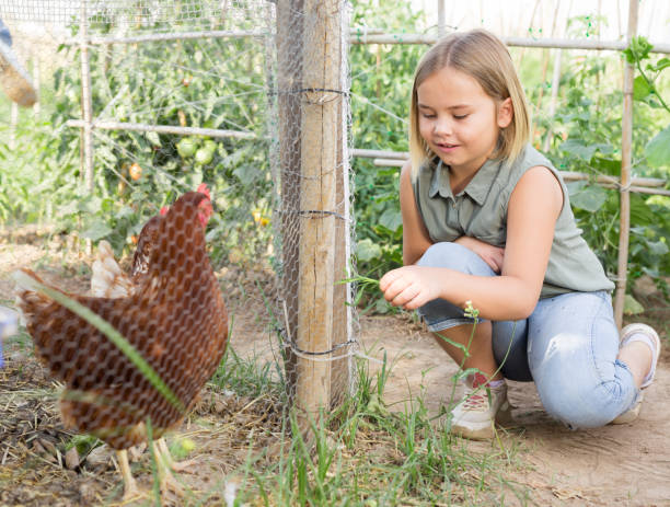 istock girl feeding chickens 1335062611