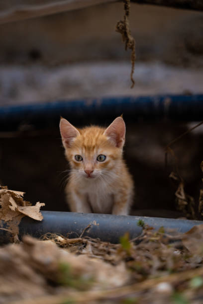 a small orange cat curiously coming out of hiding.