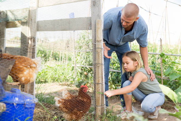 istock Father and daughter feeding chikens 1335063485