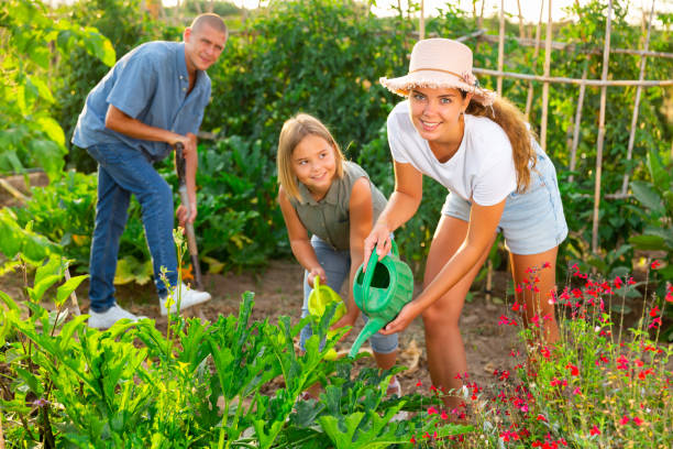 istock Family of three working in kitchen garden. 1335063650