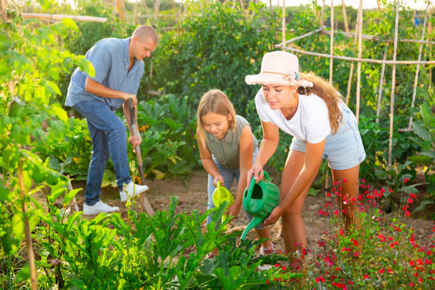istock Family of three working in kitchen garden. 1335063659