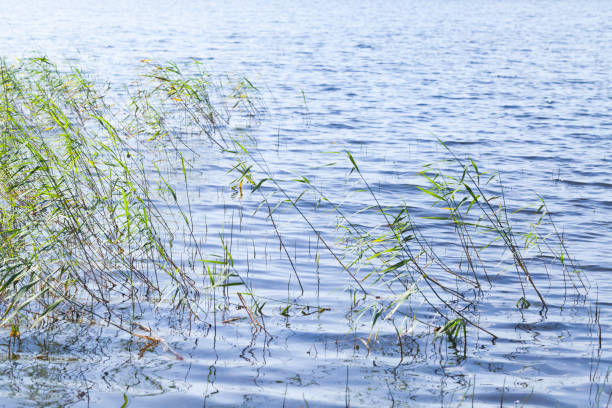 istock Coastal reed growing in water on a daytime 1335064210
