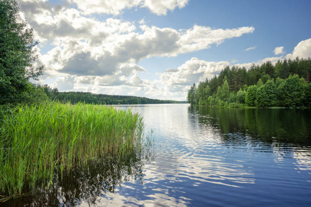 istock Sweden - Reeds floating on a tranquil lake on a summer day. 1335065725