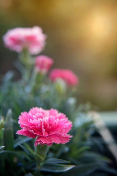 istock Beautiful pink carnation flower at sunrise 1335065731