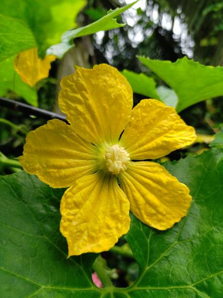 istock Beautiful yellow Cucumber flower. 1335067243