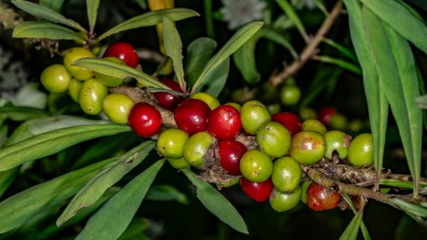 istock Red & Green Plant Berries. 1335067256