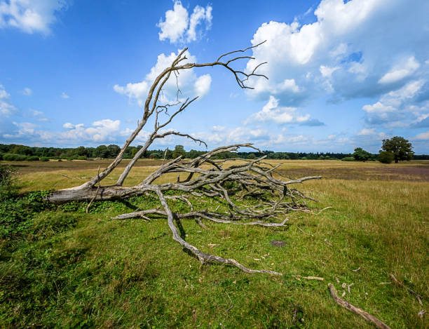 Dode Da Tree 30+ Dode Plant Stock Photos, Pictures & Royalty-Free Images - iStock