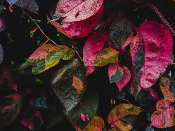 istock Water drops in leaves 1335070239