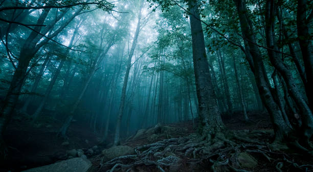 istock orest in darkness with fog 1335070290