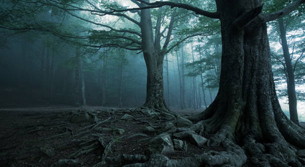 istock orest in darkness with fog 1335070292