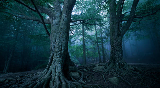 istock orest in darkness with fog 1335070425