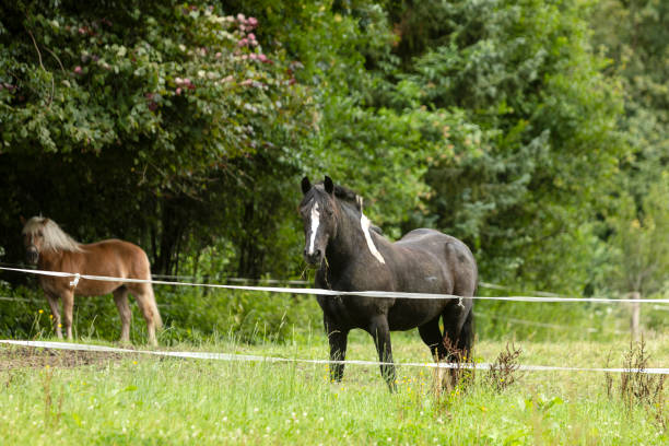 istock A mouth full of grass comes well 1335073057