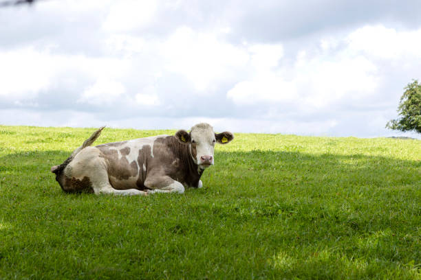 istock Flies do not disturb this cow 1335073075