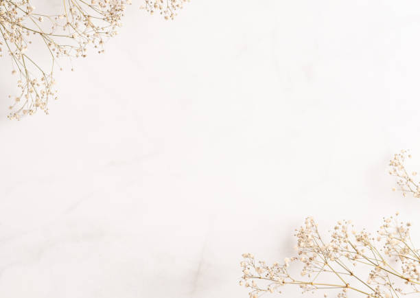 sfondo gypsophila (fiore dell'alito del bambino). copiare lo spazio. colori pastello. vista dall'alto. modello di layout piatto. design della carta. - white wedding foto e immagini stock