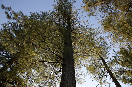 In the mountainous areas of Pakistan, tall trees are used to make many products such as houses, furniture and firewood. And are the only source of oxygen.