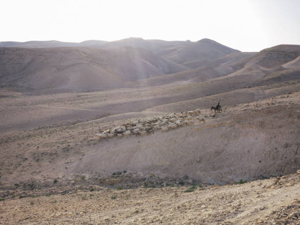 troupeau bédouin de moutons dans le désert du néguev, israël - sol caractéristiques dune construction photos et images de collection